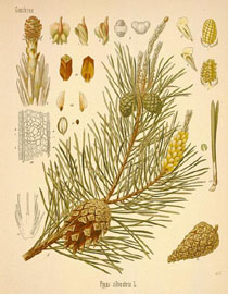 PINE-4178